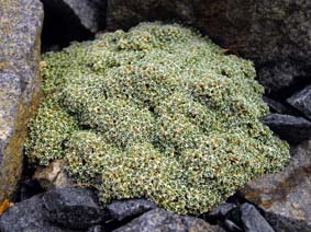 Arenaria alfacariensis